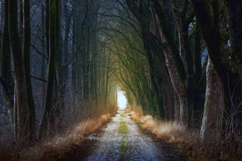 Pixie Hollows Image