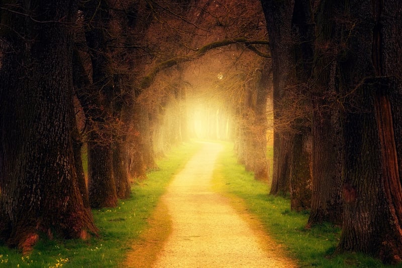 The Whispering Willow