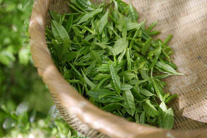 Mugwort