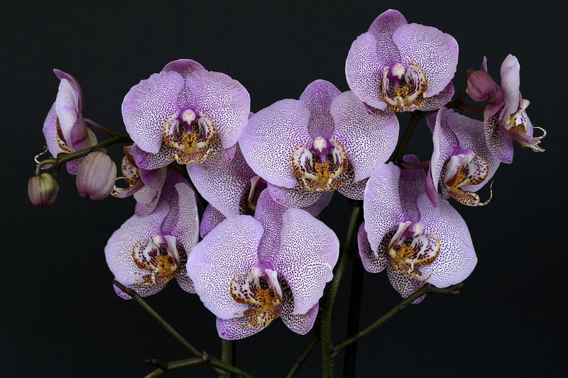 Ghost Orchid